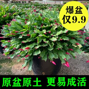 蟹爪兰带花苞盆栽多色进口苗嫁接室内外耐寒多肉花卉绿植四季 好养