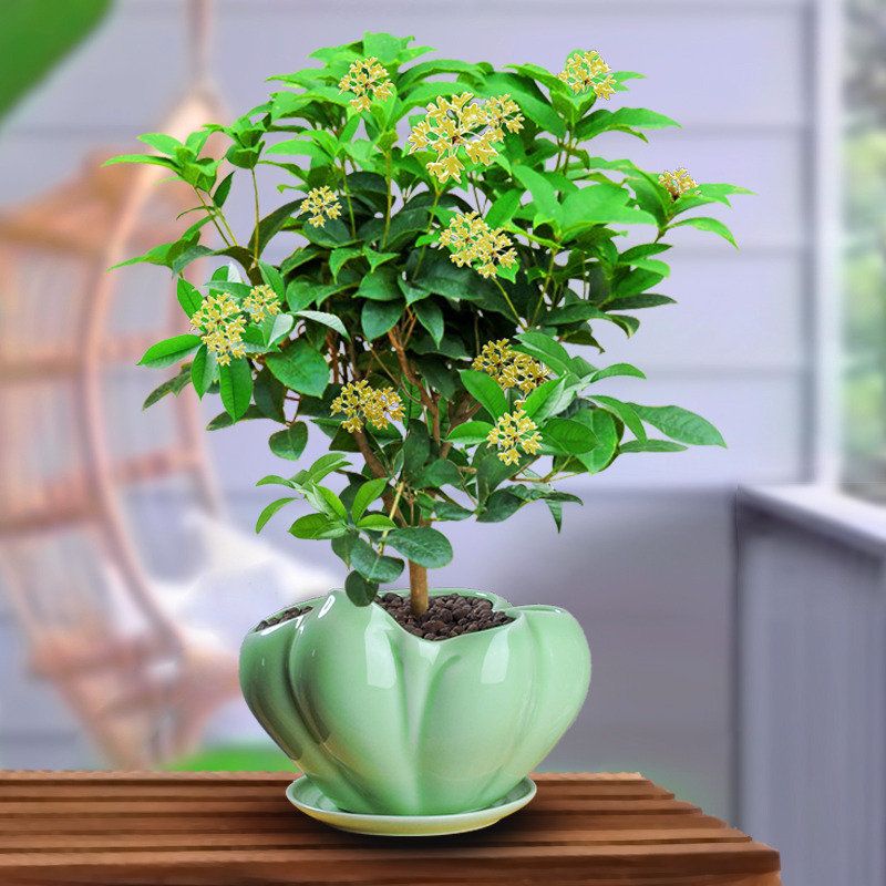 桂花盆栽室内带花盆景四季桂客厅浓香型开花绿植易活花卉植物好养