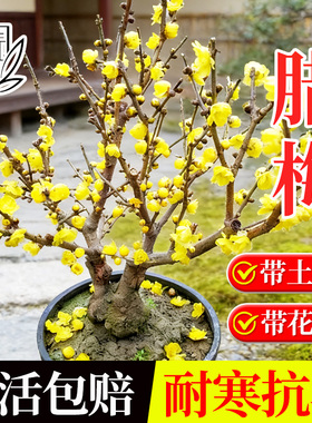 腊梅鲜花梅花盆栽树苗红梅绿梅带花苞花卉绿植矮化地栽冬季好养