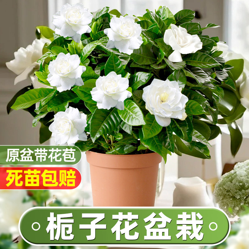 栀子花盆栽四季开花带花苞大盆老桩水培花卉绿植室内外好养活包邮