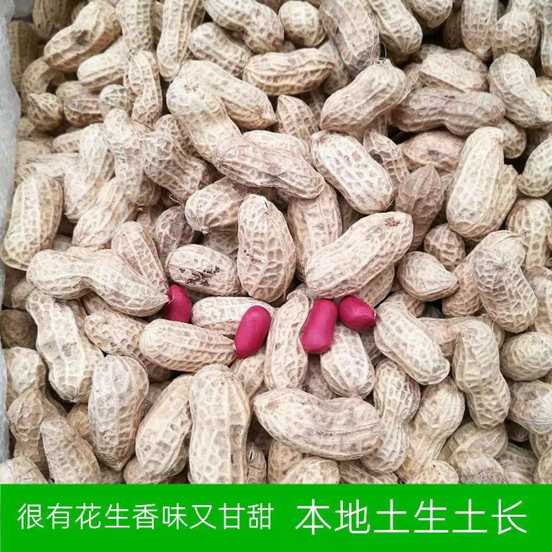 四川红皮花生带壳2粒2025年新货四川老品种土花生农家晒干生花生