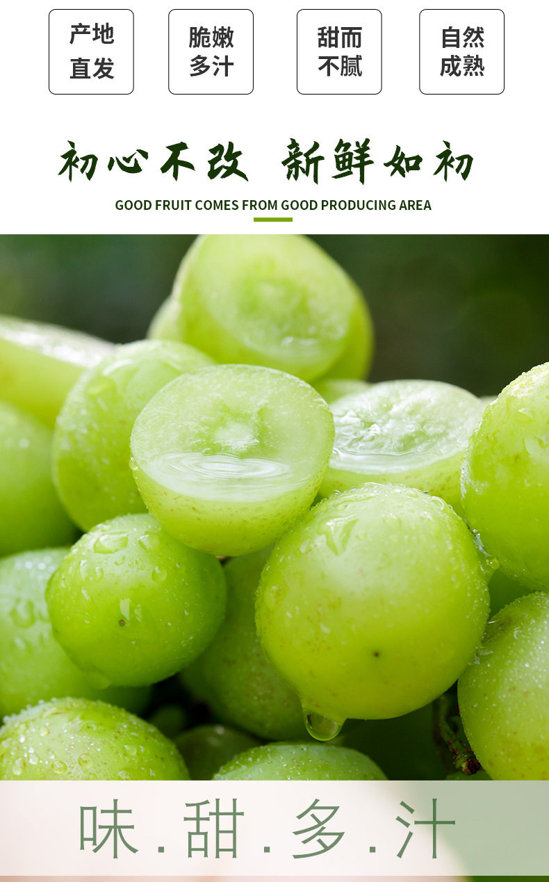 【顺丰】晴王阳光玫瑰无籽青提新鲜现摘香印葡萄多汁多肉酸甜可口