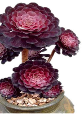 黑法师多肉植物盆栽超大多头法师多肉老桩组合多肉特价清仓甩卖