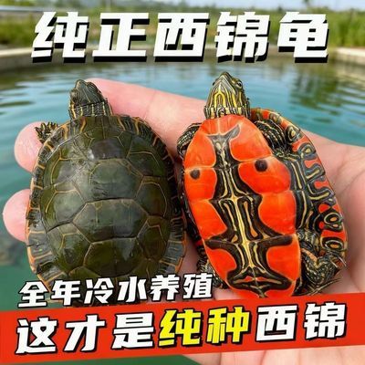 憨二龟西锦龟深水红腹西部锦龟小乌龟活物鱼缸混养观赏宠物龟龟苗