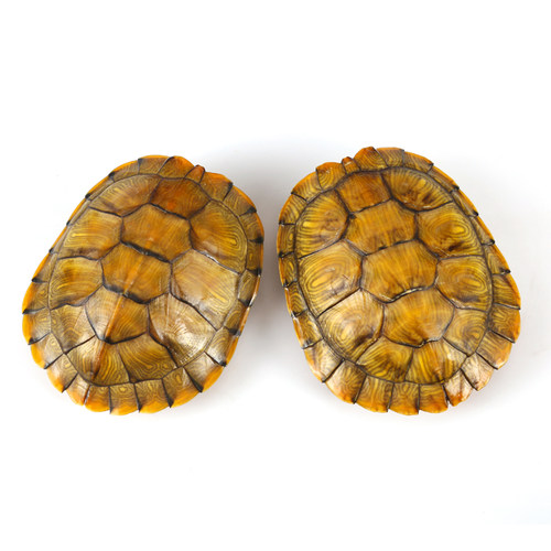 好养耐活黄金招财龟观赏巴西龟