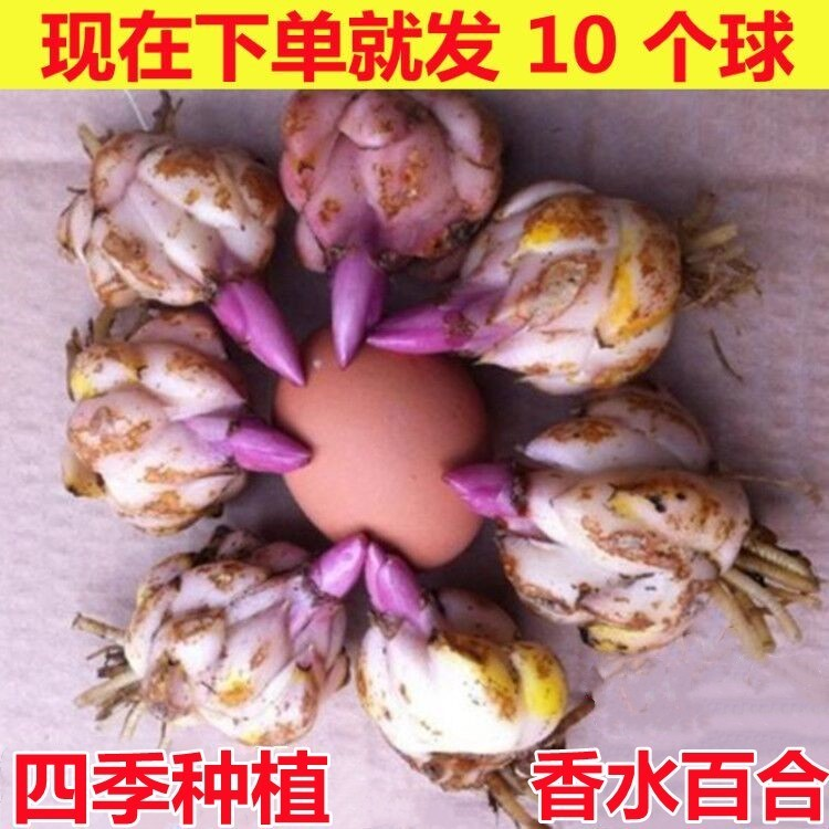 进口香水百合种球带芽籽子大球重瓣浓香型四季开花盆栽室内外植物