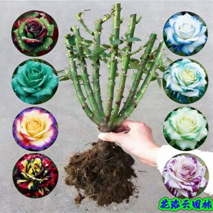 开花‘吸色’植物室内外月季 多色玫瑰花苗盆栽四季 花苗 3棵 19.8元