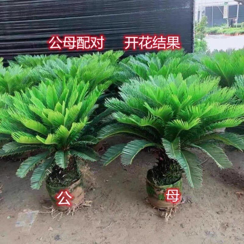 铁树盆景铁树客厅盆栽四季常青绿植庭院办公室防辐射公母一对