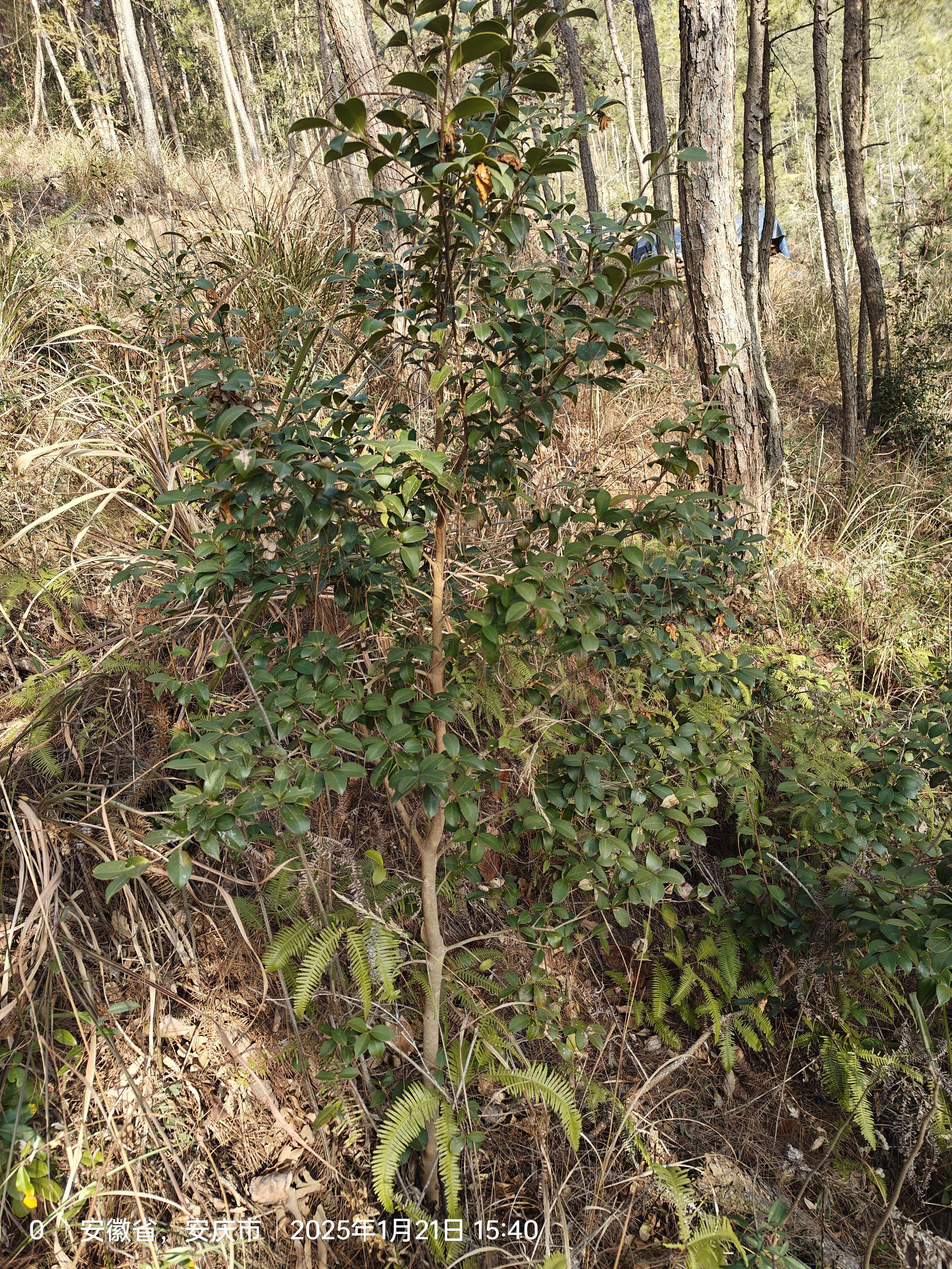 野生山茶花树苗茶花白花四季常青茶花