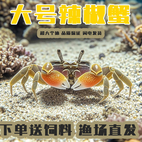 精品辣椒蟹大号鱼缸观赏蟹淡水宠物小螃蟹可深水除藻鱼便清洁工具