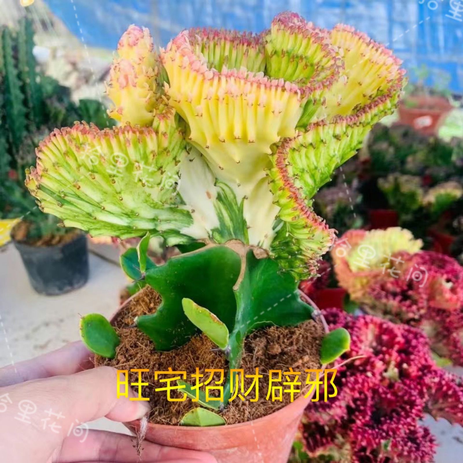 新品旺宅植物盆栽麒麟花卉盆栽卧室镇宅招财招财旺宅