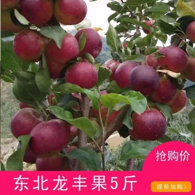 东北龙丰果大新鲜秋果沙果寒地果园黑龙江牡丹江宁安新鲜水果5斤