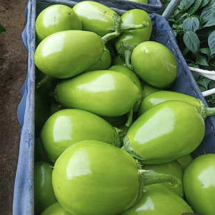农家自种新鲜青茄子大绿茄子绿圆茄子绿皮茄子生吃青皮茄蔬菜