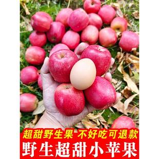 小苹果脆甜多汁野生苹果宝宝孕妇水果苹果瑞香红苹果野苹果丑苹果