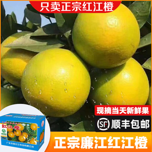 新鲜特级红江橙正宗廉江红橙5斤装手剥薄皮红江农场甜橙顺丰包邮