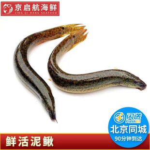 5·20条 500g 北京闪送 鲜活泥鳅 新鲜 水产 活体 生态鱼放生专用