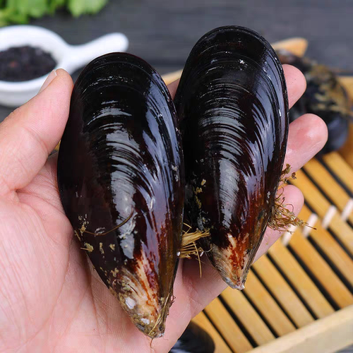 鲜活海虹贻贝淡菜青口