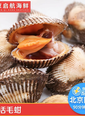 500g 北京闪送 毛蚶 新鲜毛蛤蜊海鲜 贝壳 鲜活水产