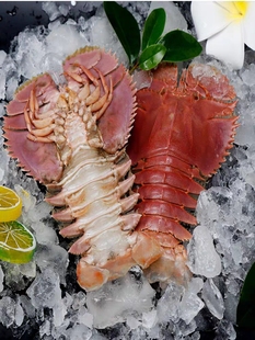 3-5只500g 北京闪送 鲜活琵琶虾 舟山九齿扇虾 东海野生海鲜水产