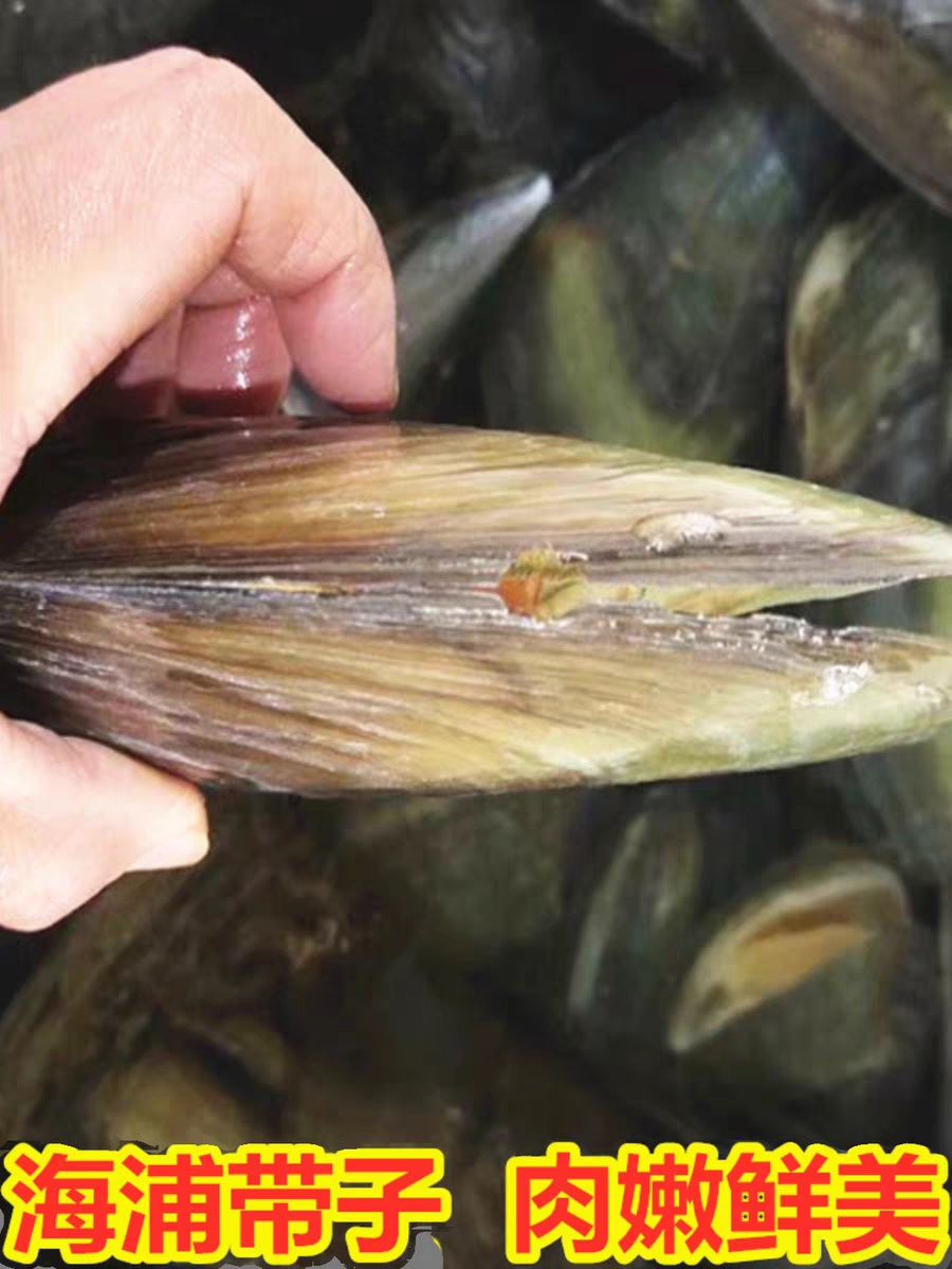 4-5两1只 北京闪送 鲜活带子 鲜活海鲜贝类带子 水产 2只起拍