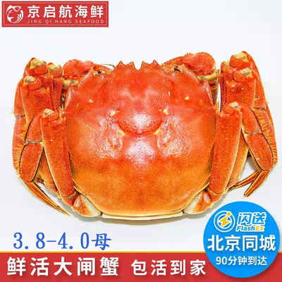 大闸蟹10只包邮母太湖大闸蟹