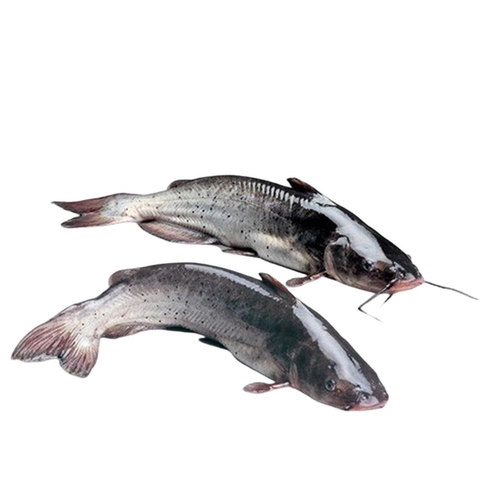 2.5-2.8斤1条 北京闪送 鲜活 江团鱼 鮰鱼习鱼回鱼清江鱼 长吻鮠
