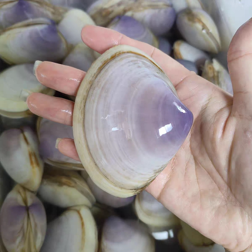 北京闪送 鲜活贵妃蚌 5-8个1斤 海蚌 西施舌大海贝 鲜活贵妃蚌