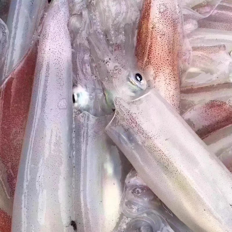 鲜鱿鱼 手钓大管 火箭枪乌贼剑先鱿鱼刺身新鲜活冷冻海兔子水晶管