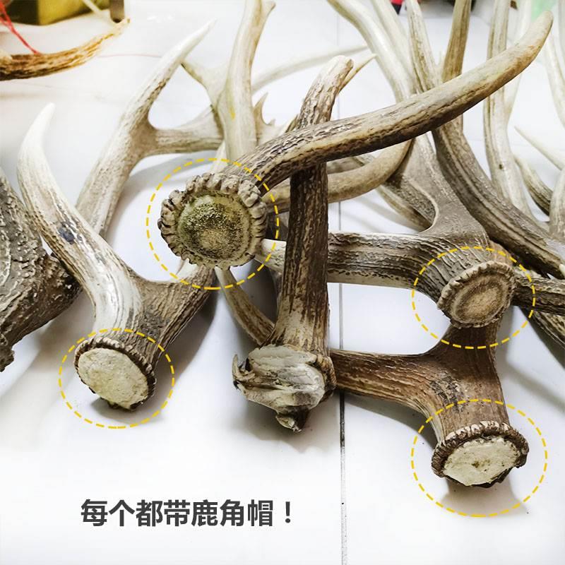 保真一2鹿50克花鹿角物图具一体称重梅自然脱落鹿角鹿ZSK硬包角邮