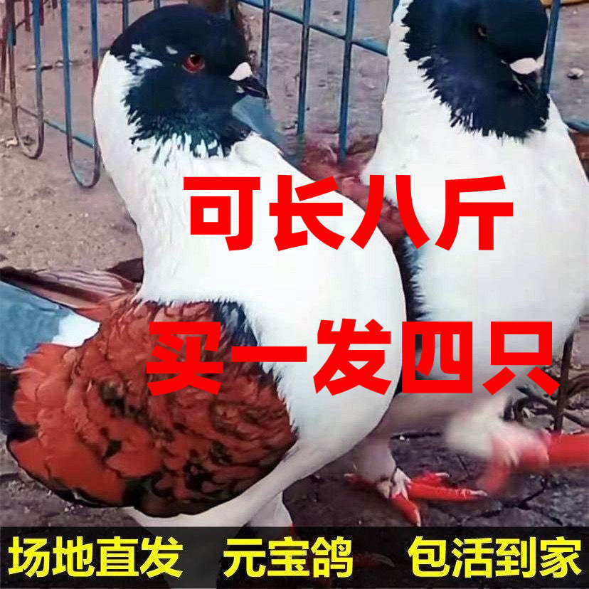 可张八斤元宝鸽，包活到家