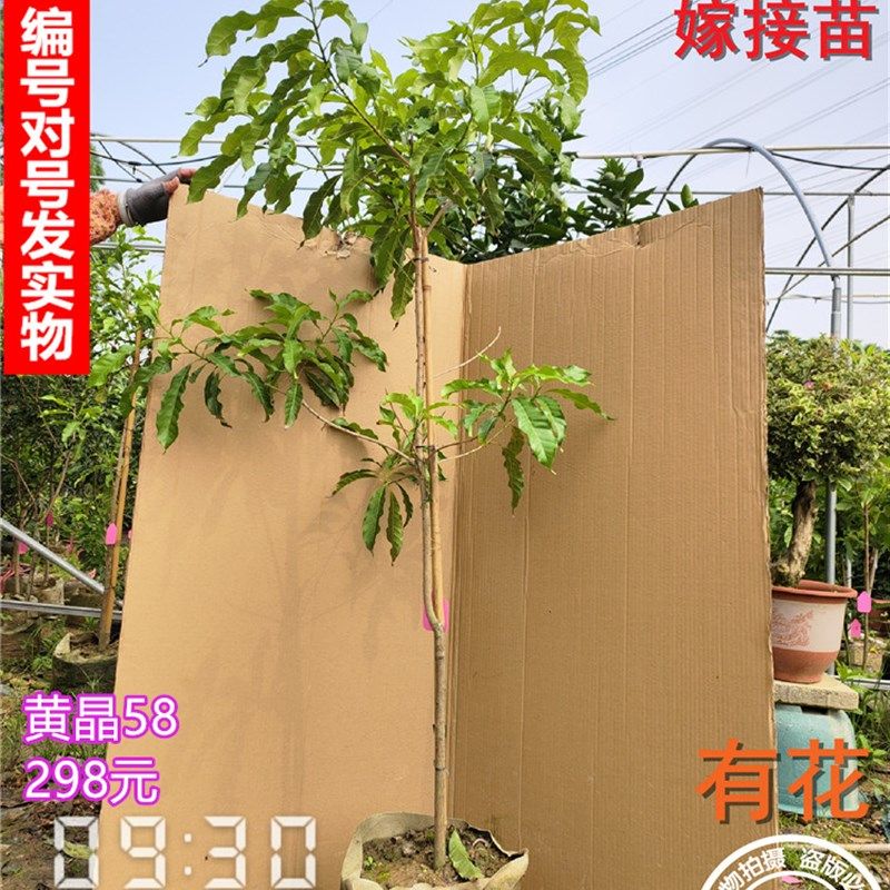 黄晶果树苗黄金果树台湾久蜜冬蜜大果纯甜带土叶东莞13年淘宝老店,个性定制/设计服务/DIY,明信片定制,淘宝优惠券,粉丝福利购,淘宝优惠卷