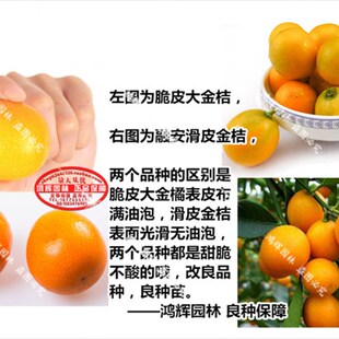 特大果脆皮融安滑皮金桔果树苗嫁接苗脆蜜金柑苗南方北方带果盆栽