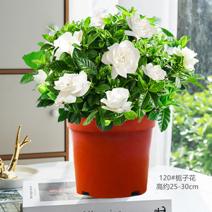 栀子花盆栽带花苞易活水培植物绿植室内花卉大全树苗多肉四季开花