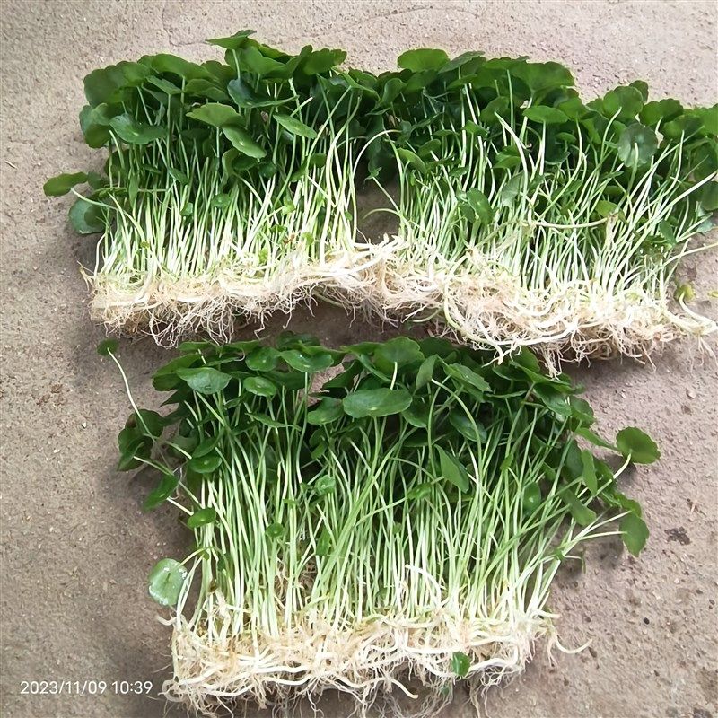 铜钱草招财水培植物办公室桌面盆栽金钱草花卉室内水养绿植吸甲醛,个性定制/设计服务/DIY,明信片定制,淘宝优惠券,粉丝福利购,淘宝优惠卷