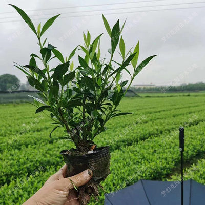 四季四季常青花量多绿化灌木