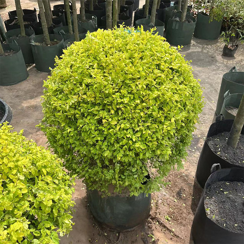 亮晶女贞球四季常青彩叶植物