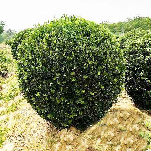 苗木冬青价格 苗木冬青图片 星期三