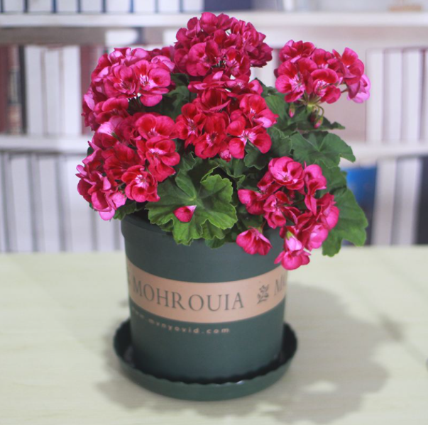 天竺葵四季开花进口重瓣花苗盆栽植物庭院阳台绿植花卉室内外易养