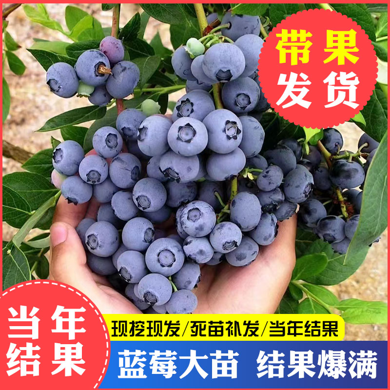 蓝莓树果苗带花苞带果发货薄雾怡颗莓南北方盆栽庭院种植当年结果