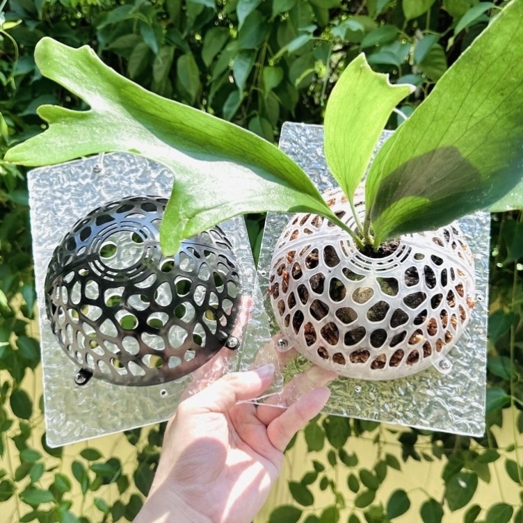 鹿角蕨上板工具挂板种植板二歧鹿角蕨保护罩定植板亚克力材质墙壁图片