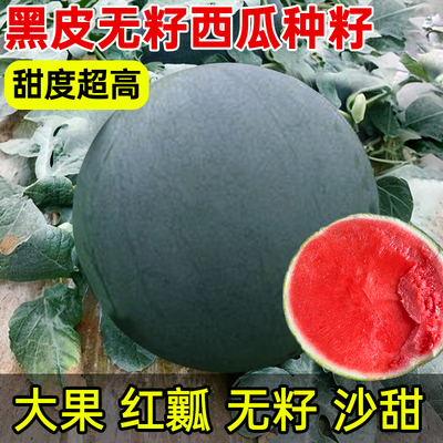 无籽西瓜种子黑皮红瓤特大懒汉超甜巨型无子西瓜水果种籽耐裂甜瓜