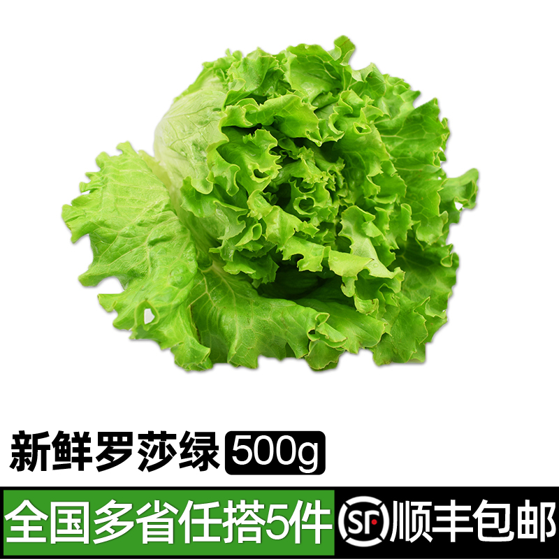 新鲜罗莎绿500g绿叶绿健身生菜