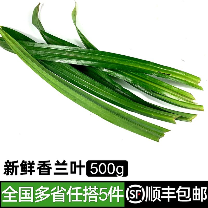 香楠叶,香楠,香楠树_大山谷图库