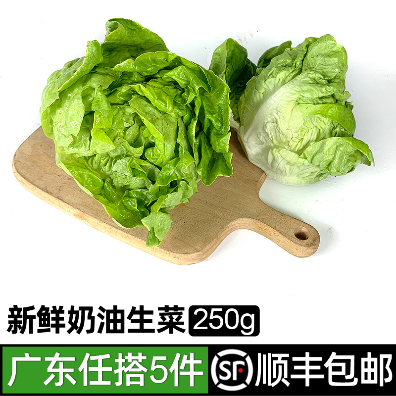 奶油生菜250g新鲜沙拉沙拉食材