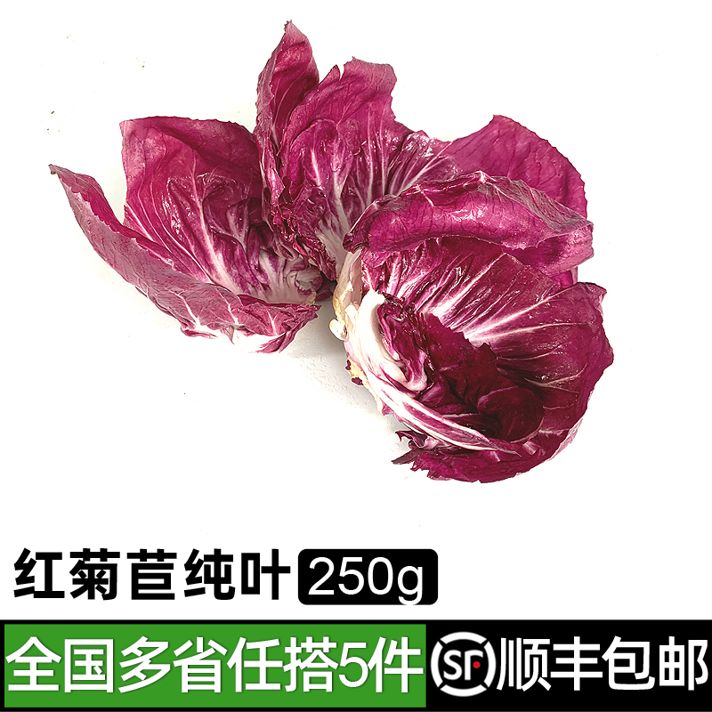 红菊苣新鲜叶子球生菜蔬菜沙拉