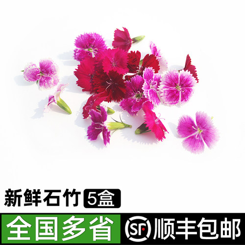新鲜石竹花绿食者装饰花草
