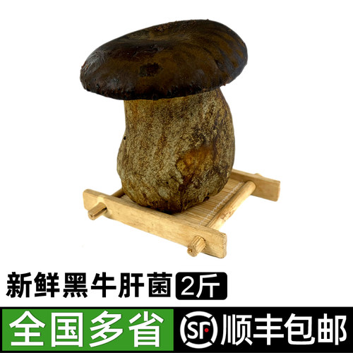 2斤炒菜煲汤火锅食材黑牛肝菌