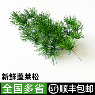 包邮 新鲜蓬莱松 顺丰 饰花草 松针酒店饭店冷艺摆盘点缀蛋糕装