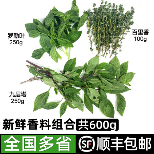 新鲜香料组合共600g 罗勒叶九层塔百里香西餐香料调料食材 包邮
