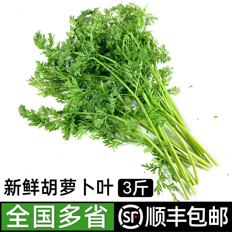 新鲜胡萝卜叶子3斤 新鲜现摘萝卜叶萝卜缨子新鲜蔬菜胡萝卜叶包邮